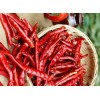 精品S17辣椒供應(yīng)價(jià)格 S17 DRY CHILLI
